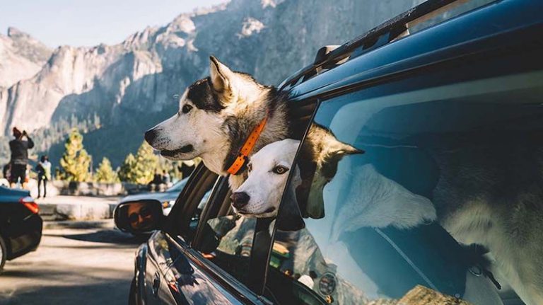 Plan ahead for a Pawsome Yosemite adventure in 2025