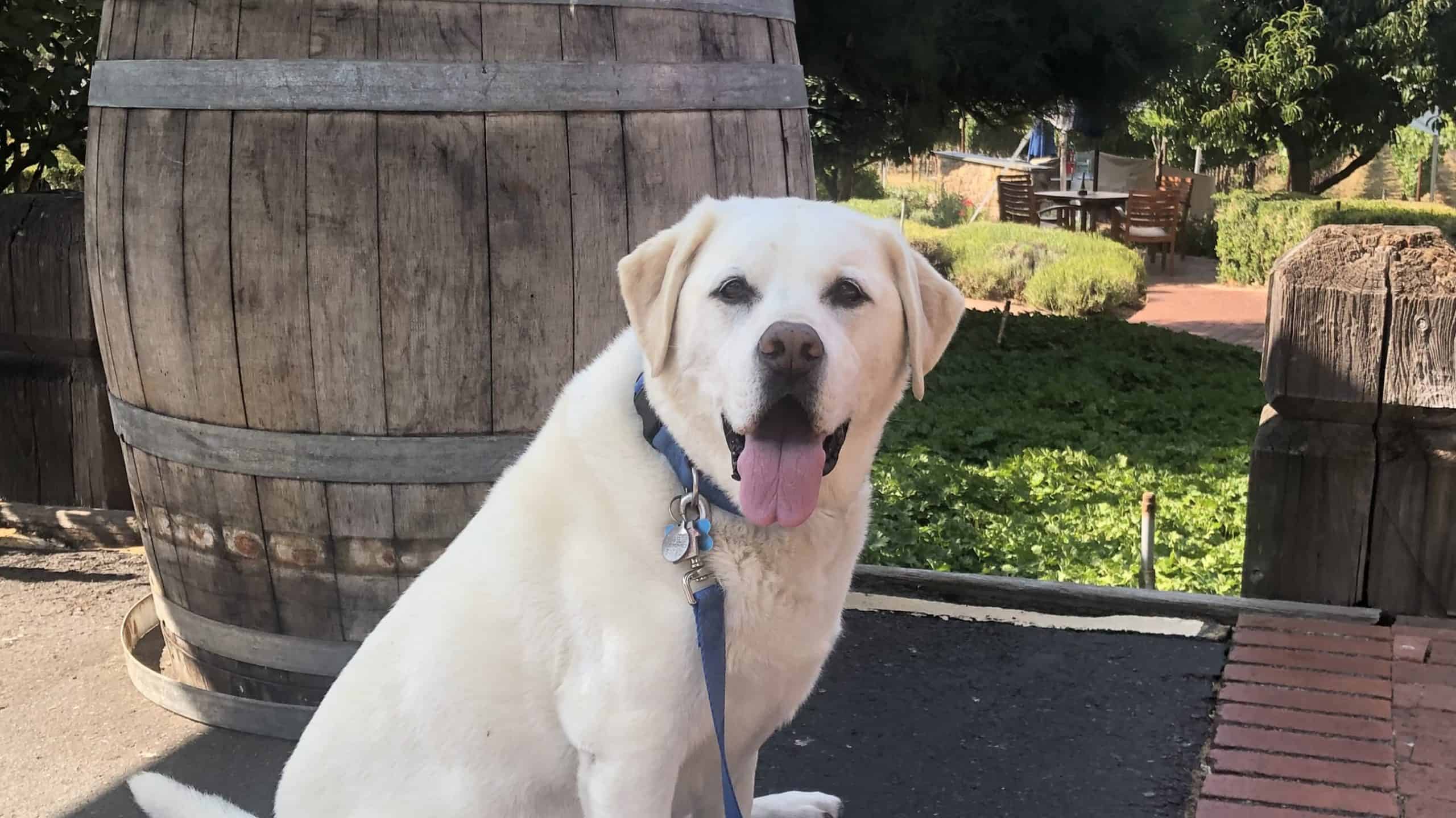 A yellow Labrador retriever sits in front of a wine barrel at Navarro Vineyards.