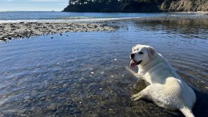 yellow lab in the water