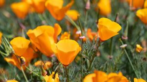 Poppies in Five Canyons Opens Space