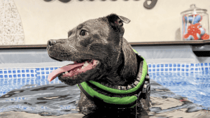 A vibrant dog park bathed in sunlight features abundant greenery with mature trees, offering ample shade for leisurely outdoor activities. In the distance is a well-equipped playground that presents an additional activity area. An inviting picnic table spreads out nearby, ideal for enjoying meals al fresco or taking relaxing breaks from play. A neatly-placed trash bin aids in maintaining the park's cleanliness for everyone's enjoyment. Dominating the scene is a generously wide dirt path gracefully curving through the expanse of grass, promising exploratory walks and lively fetch games.