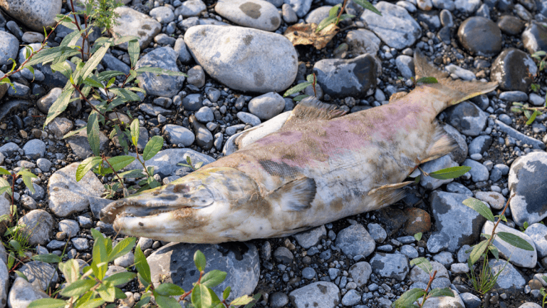 Keep your dog safe from salmon poisoning disease