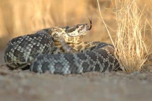 A vibrant dog park bathed in sunlight features abundant greenery with mature trees, offering ample shade for leisurely outdoor activities. In the distance is a well-equipped playground that presents an additional activity area. An inviting picnic table spreads out nearby, ideal for enjoying meals al fresco or taking relaxing breaks from play. A neatly-placed trash bin aids in maintaining the park's cleanliness for everyone's enjoyment. Dominating the scene is a generously wide dirt path gracefully curving through the expanse of grass, promising exploratory walks and lively fetch games.