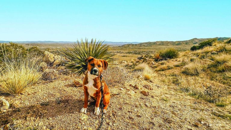 A canine companion rests peacefully on a picturesque desert trail in the expansive Californian wilderness. The landscape is adorned with arid, golden grasses and sturdy shrubs, all under an unbroken azure sky. Majestic mountains rise subtly from the distant horizon, lending an aesthetic touch to this photogenic vista. Framing this serene scene is a grand yucca plant flourishing against all odds in the rugged terrain behind our furry friend.