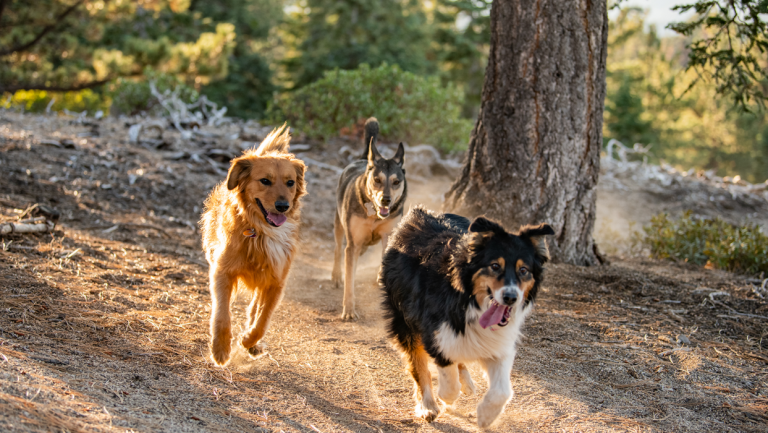 Big Bear Lake, The ultimate dog-friendly destination year-round