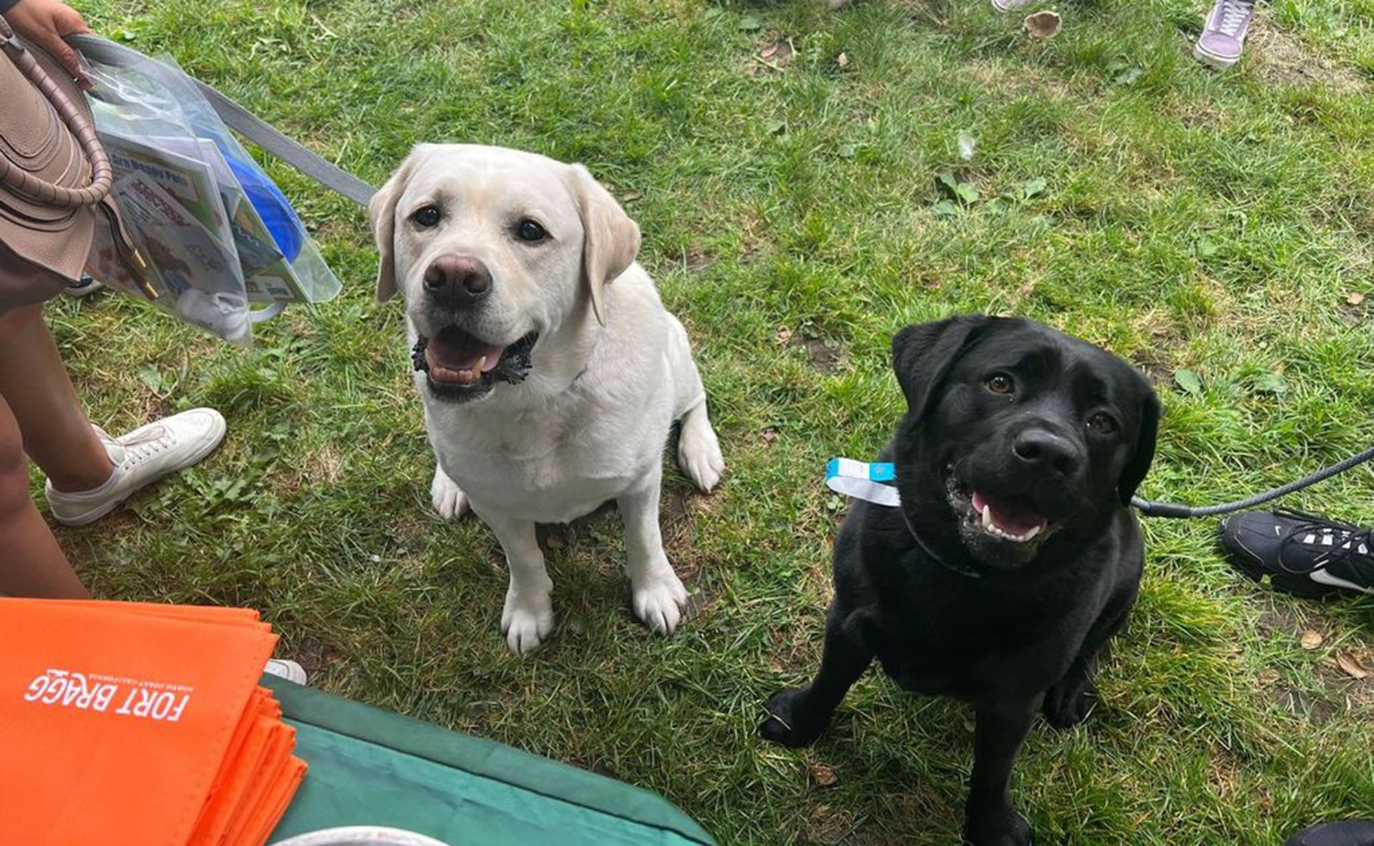 Two dogs, one with light fur and the other with dark fur, sit on the grass looking up. They are surrounded by people and colorful items such as orange and green fabric. Both dogs look happy and are wearing collars and leashes, capturing a moment worth remembering in newsletter archives.