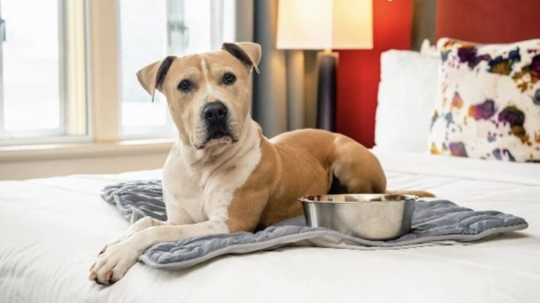 Hotel Shattuck Plaza