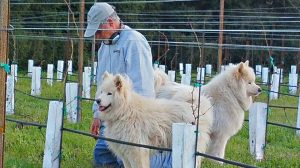 A vibrant dog park bathed in sunlight features abundant greenery with mature trees, offering ample shade for leisurely outdoor activities. In the distance is a well-equipped playground that presents an additional activity area. An inviting picnic table spreads out nearby, ideal for enjoying meals al fresco or taking relaxing breaks from play. A neatly-placed trash bin aids in maintaining the park's cleanliness for everyone's enjoyment. Dominating the scene is a generously wide dirt path gracefully curving through the expanse of grass, promising exploratory walks and lively fetch games.