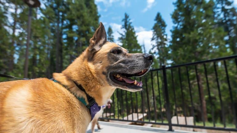 A brown and black dog in a green harness looks to the side, mouth open and tongue slightly out, enjoying a sunny day in Yosemite Mariposa County. The background includes a tall black fence and a forest of tall pine trees under a bright blue sky with scattered clouds.