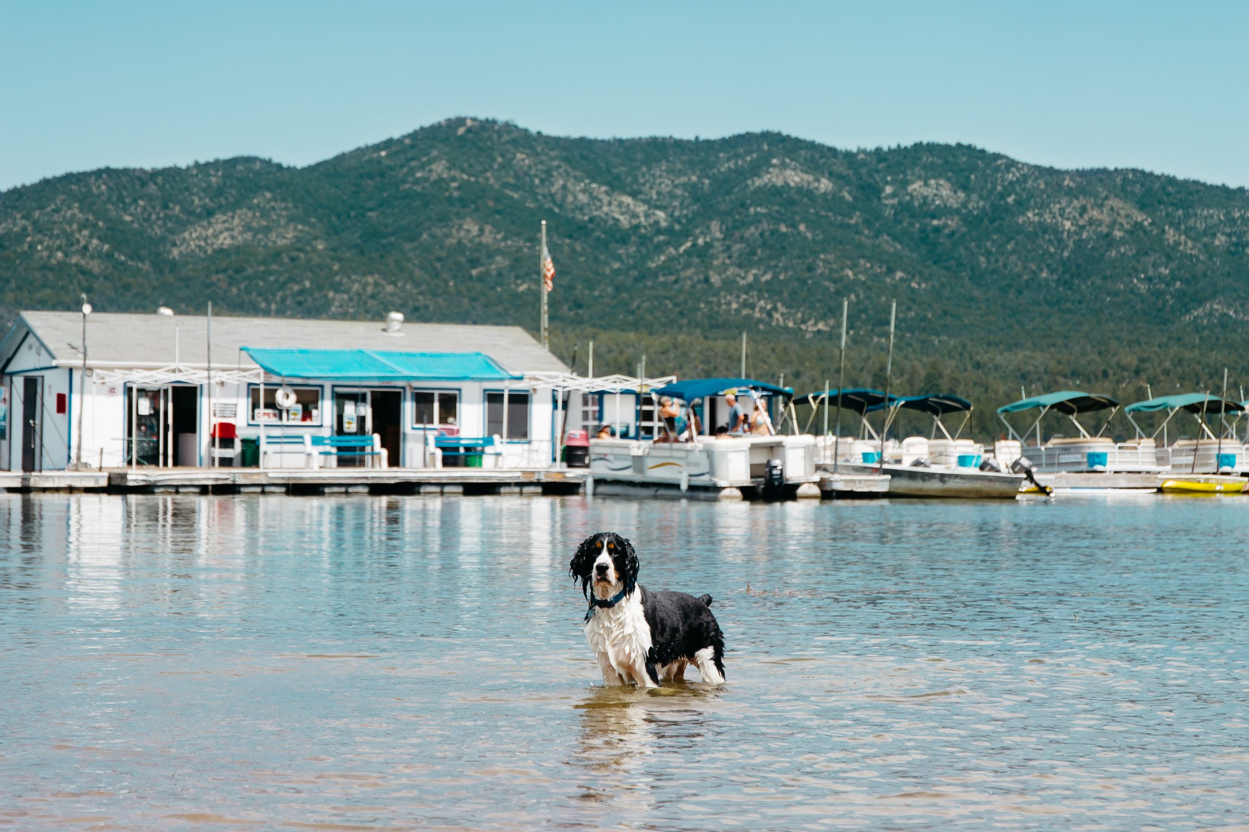 A vibrant dog park bathed in sunlight features abundant greenery with mature trees, offering ample shade for leisurely outdoor activities. In the distance is a well-equipped playground that presents an additional activity area. An inviting picnic table spreads out nearby, ideal for enjoying meals al fresco or taking relaxing breaks from play. A neatly-placed trash bin aids in maintaining the park's cleanliness for everyone's enjoyment. Dominating the scene is a generously wide dirt path gracefully curving through the expanse of grass, promising exploratory walks and lively fetch games.