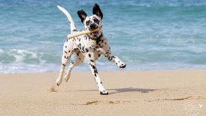 A vibrant dog park bathed in sunlight features abundant greenery with mature trees, offering ample shade for leisurely outdoor activities. In the distance is a well-equipped playground that presents an additional activity area. An inviting picnic table spreads out nearby, ideal for enjoying meals al fresco or taking relaxing breaks from play. A neatly-placed trash bin aids in maintaining the park's cleanliness for everyone's enjoyment. Dominating the scene is a generously wide dirt path gracefully curving through the expanse of grass, promising exploratory walks and lively fetch games.