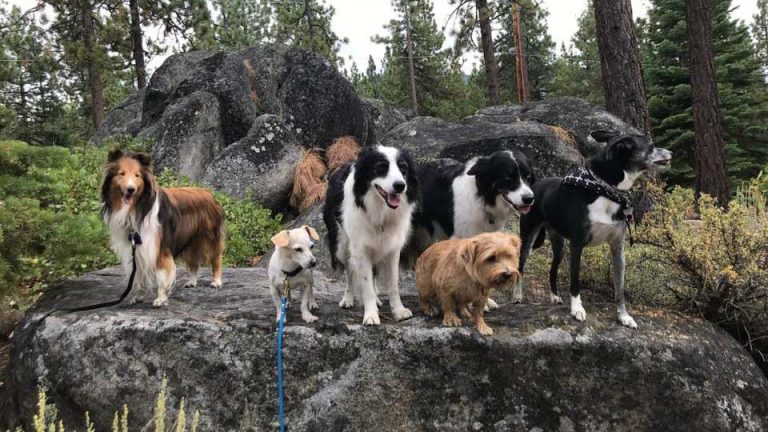 Four-paw fun on the shores of Lake Tahoe
