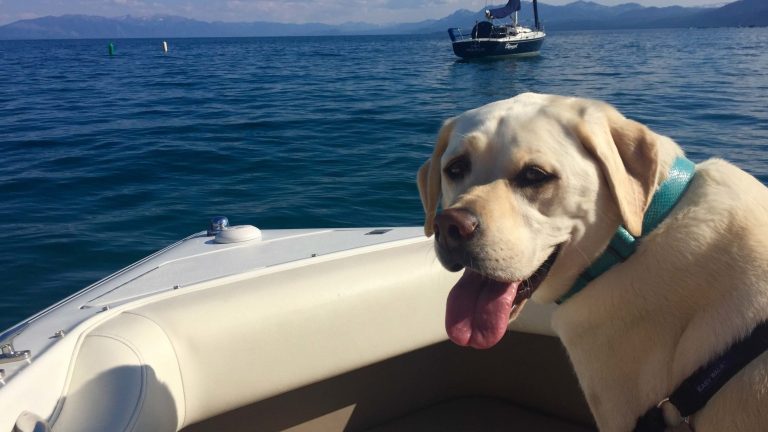 Tahoe City Marina Boat Rentals