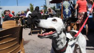 A vibrant dog park bathed in sunlight features abundant greenery with mature trees, offering ample shade for leisurely outdoor activities. In the distance is a well-equipped playground that presents an additional activity area. An inviting picnic table spreads out nearby, ideal for enjoying meals al fresco or taking relaxing breaks from play. A neatly-placed trash bin aids in maintaining the park's cleanliness for everyone's enjoyment. Dominating the scene is a generously wide dirt path gracefully curving through the expanse of grass, promising exploratory walks and lively fetch games.