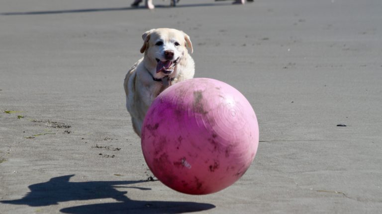 Unleash the fun at Muir Beach