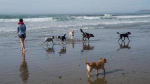 A vibrant dog park bathed in sunlight features abundant greenery with mature trees, offering ample shade for leisurely outdoor activities. In the distance is a well-equipped playground that presents an additional activity area. An inviting picnic table spreads out nearby, ideal for enjoying meals al fresco or taking relaxing breaks from play. A neatly-placed trash bin aids in maintaining the park's cleanliness for everyone's enjoyment. Dominating the scene is a generously wide dirt path gracefully curving through the expanse of grass, promising exploratory walks and lively fetch games.