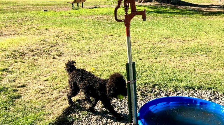 Bishop City Dog Park