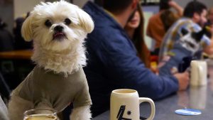 A vibrant dog park bathed in sunlight features abundant greenery with mature trees, offering ample shade for leisurely outdoor activities. In the distance is a well-equipped playground that presents an additional activity area. An inviting picnic table spreads out nearby, ideal for enjoying meals al fresco or taking relaxing breaks from play. A neatly-placed trash bin aids in maintaining the park's cleanliness for everyone's enjoyment. Dominating the scene is a generously wide dirt path gracefully curving through the expanse of grass, promising exploratory walks and lively fetch games.