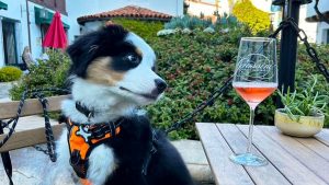 A vibrant dog park bathed in sunlight features abundant greenery with mature trees, offering ample shade for leisurely outdoor activities. In the distance is a well-equipped playground that presents an additional activity area. An inviting picnic table spreads out nearby, ideal for enjoying meals al fresco or taking relaxing breaks from play. A neatly-placed trash bin aids in maintaining the park's cleanliness for everyone's enjoyment. Dominating the scene is a generously wide dirt path gracefully curving through the expanse of grass, promising exploratory walks and lively fetch games.