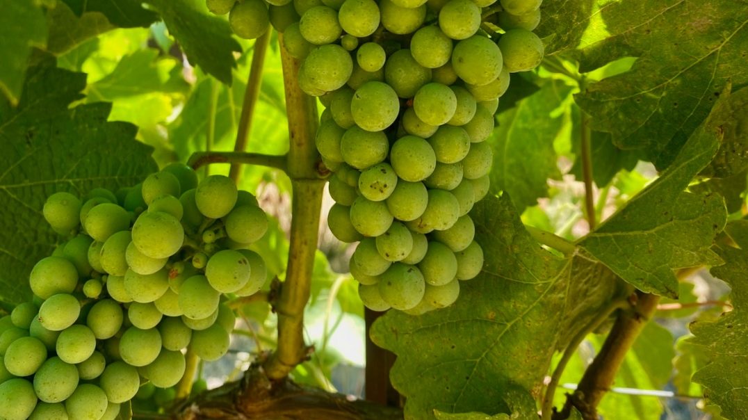 Photo by Jeff Cohn Cellars.