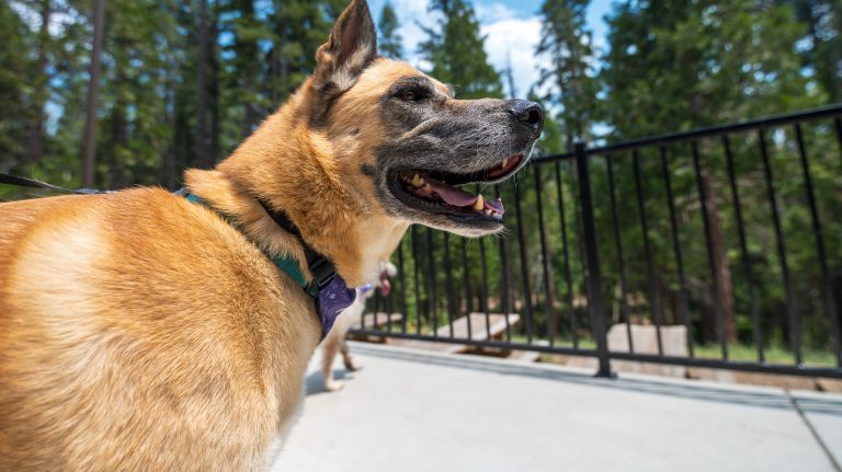 A guide to pet-friendly lodging in Yosemite Mariposa County