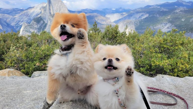 A vibrant dog park bathed in sunlight features abundant greenery with mature trees, offering ample shade for leisurely outdoor activities. In the distance is a well-equipped playground that presents an additional activity area. An inviting picnic table spreads out nearby, ideal for enjoying meals al fresco or taking relaxing breaks from play. A neatly-placed trash bin aids in maintaining the park's cleanliness for everyone's enjoyment. Dominating the scene is a generously wide dirt path gracefully curving through the expanse of grass, promising exploratory walks and lively fetch games.