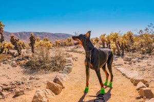 A vibrant dog park bathed in sunlight features abundant greenery with mature trees, offering ample shade for leisurely outdoor activities. In the distance is a well-equipped playground that presents an additional activity area. An inviting picnic table spreads out nearby, ideal for enjoying meals al fresco or taking relaxing breaks from play. A neatly-placed trash bin aids in maintaining the park's cleanliness for everyone's enjoyment. Dominating the scene is a generously wide dirt path gracefully curving through the expanse of grass, promising exploratory walks and lively fetch games.