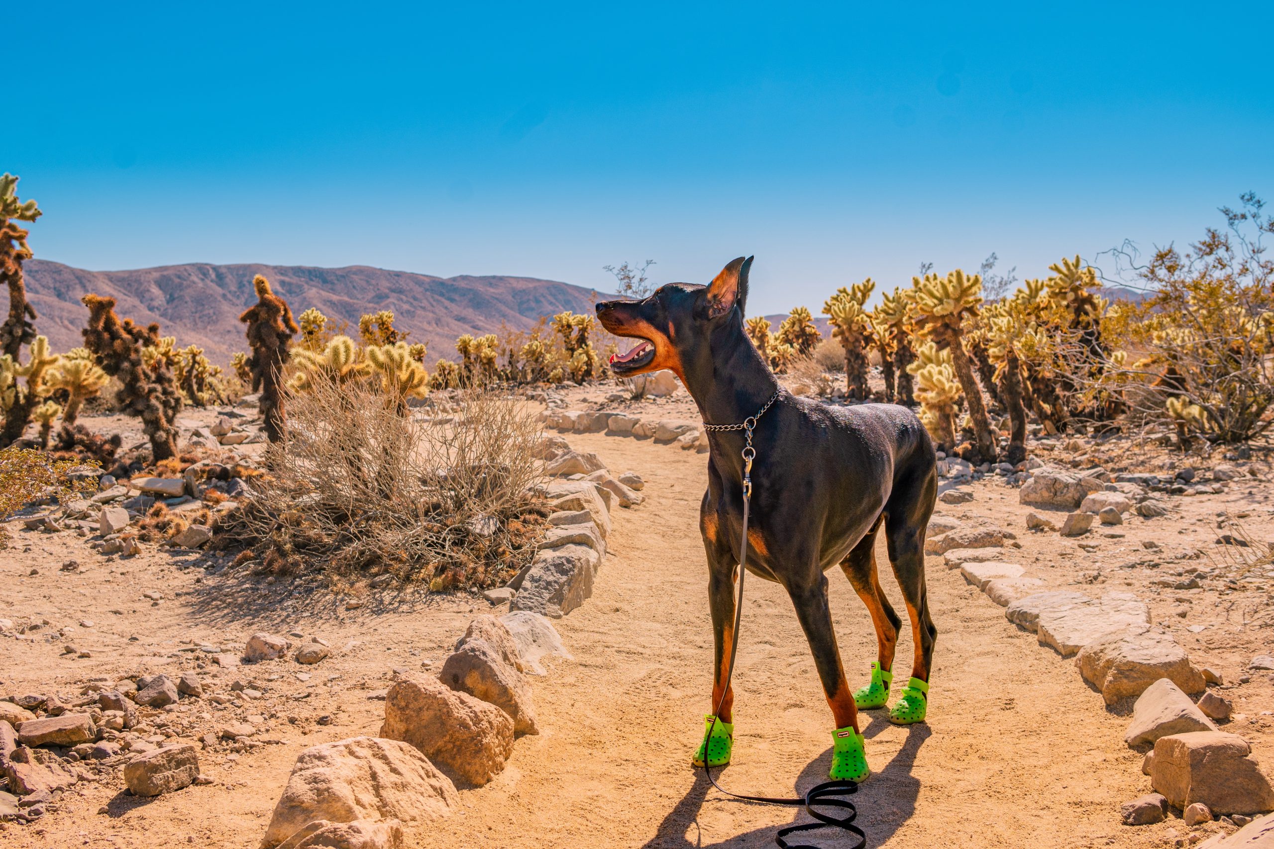 A vibrant dog park bathed in sunlight features abundant greenery with mature trees, offering ample shade for leisurely outdoor activities. In the distance is a well-equipped playground that presents an additional activity area. An inviting picnic table spreads out nearby, ideal for enjoying meals al fresco or taking relaxing breaks from play. A neatly-placed trash bin aids in maintaining the park's cleanliness for everyone's enjoyment. Dominating the scene is a generously wide dirt path gracefully curving through the expanse of grass, promising exploratory walks and lively fetch games.