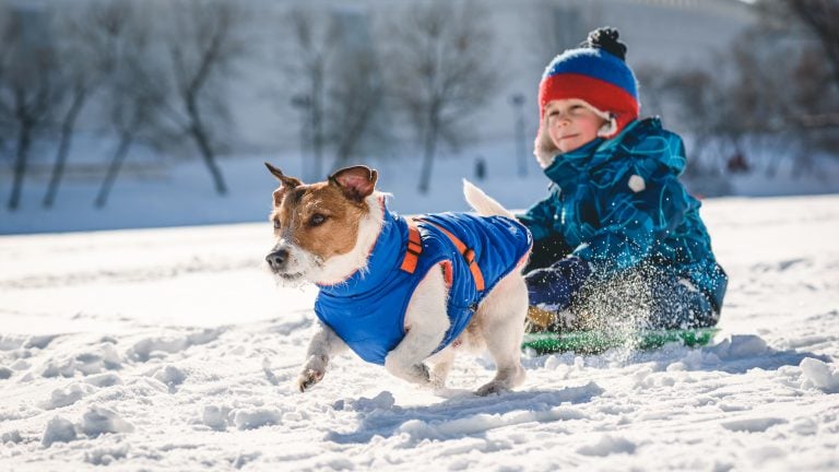 Visit California’s dog-friendly SNO-Parks