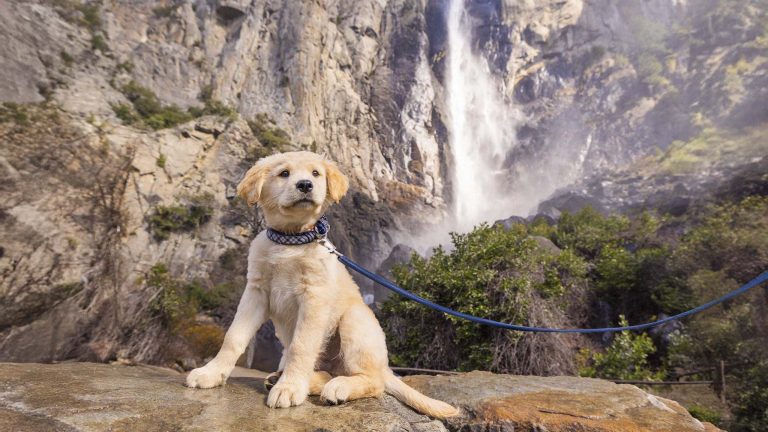 Explore Yosemite Mariposa County with your furry friend