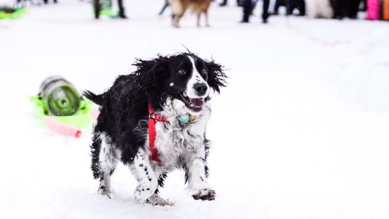 A vibrant dog park bathed in sunlight features abundant greenery with mature trees, offering ample shade for leisurely outdoor activities. In the distance is a well-equipped playground that presents an additional activity area. An inviting picnic table spreads out nearby, ideal for enjoying meals al fresco or taking relaxing breaks from play. A neatly-placed trash bin aids in maintaining the park's cleanliness for everyone's enjoyment. Dominating the scene is a generously wide dirt path gracefully curving through the expanse of grass, promising exploratory walks and lively fetch games.