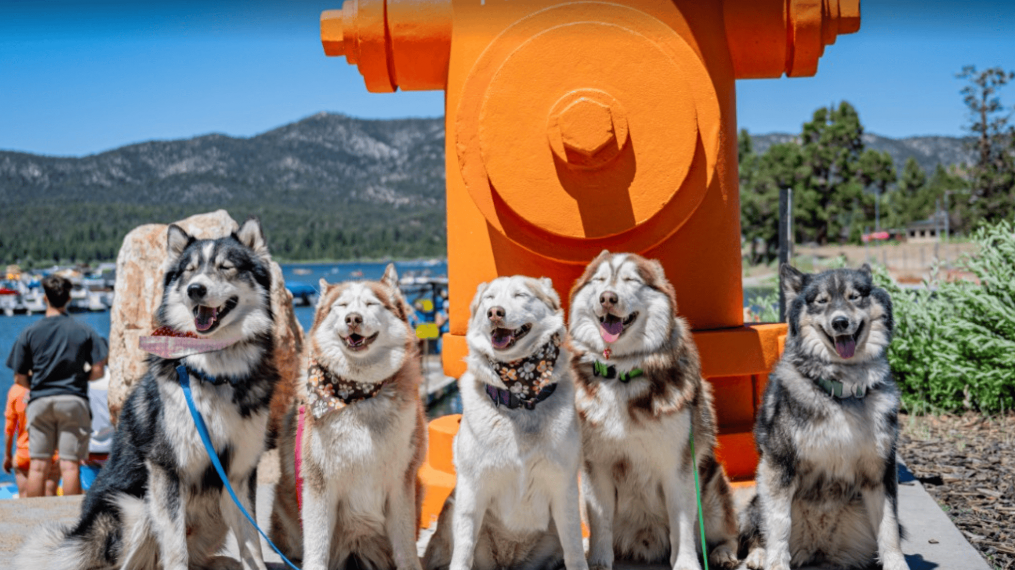 Five fluffy dogs sit obediently, leashes neatly aligned in front of a towering orange fire hydrant at Puptopia. Their fur shines under the clear blue sky as their mouths hang open in contented panting, exuding happiness. Behind them, people stroll leisurely among green trees, set against the stunning backdrop of Big Bear's majestic mountains.