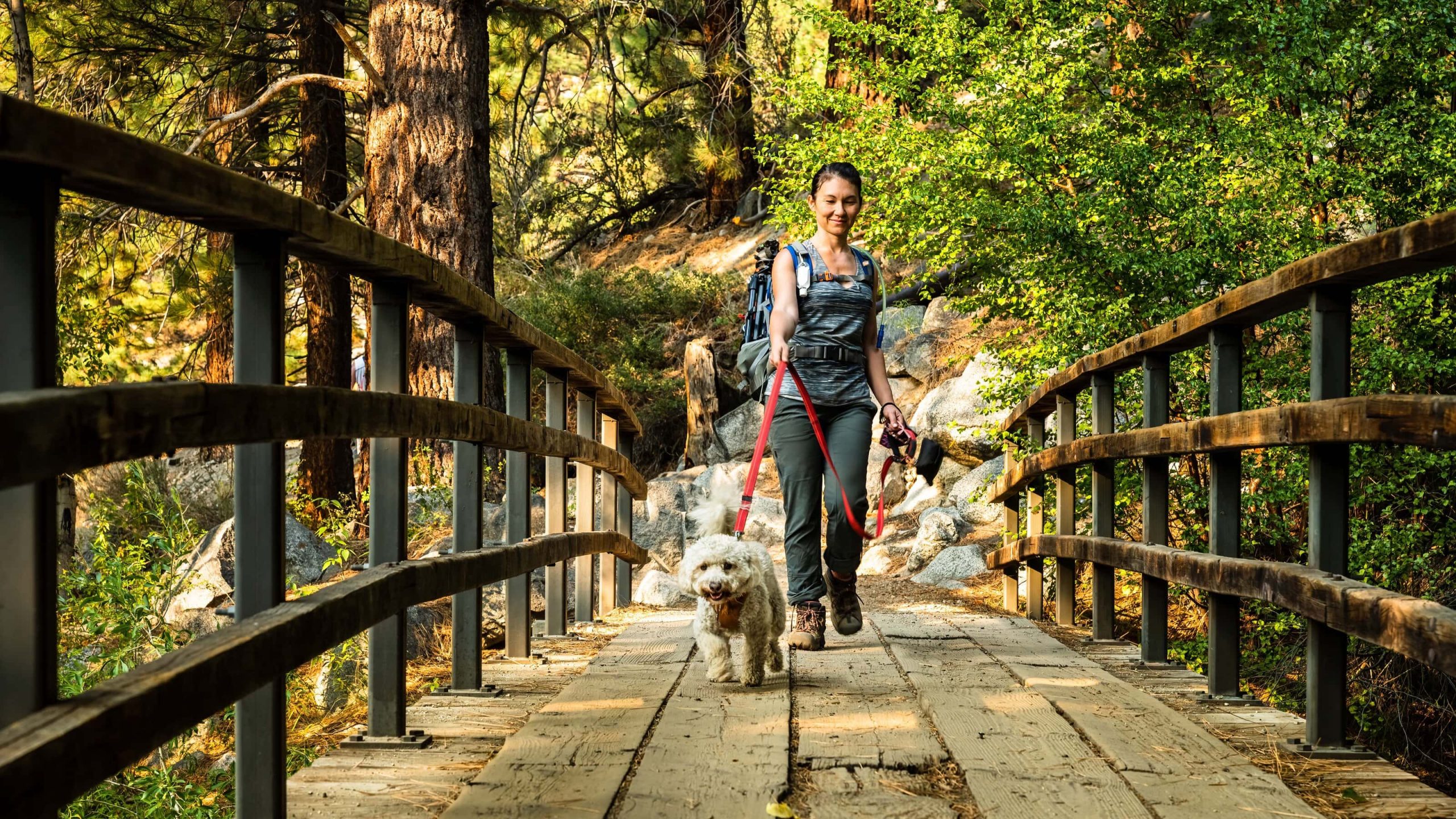 Winter hikes in California: A DogTrekker guide