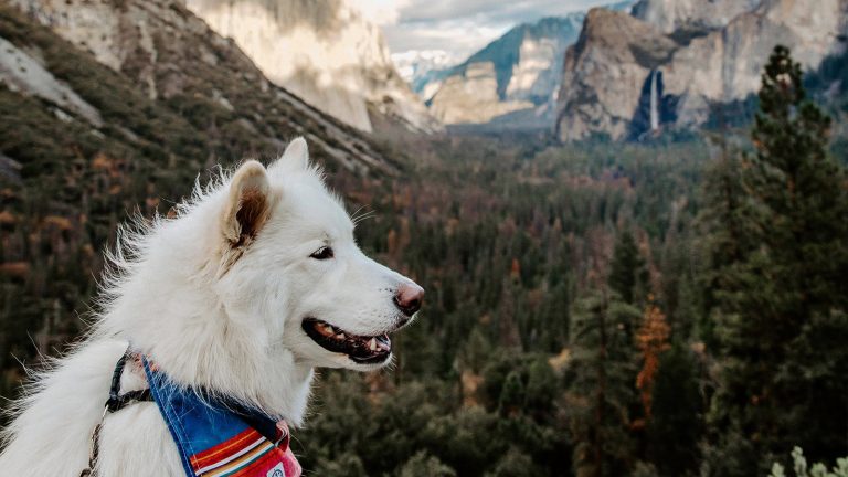 Large white dog wearing a scarf in Yosemite