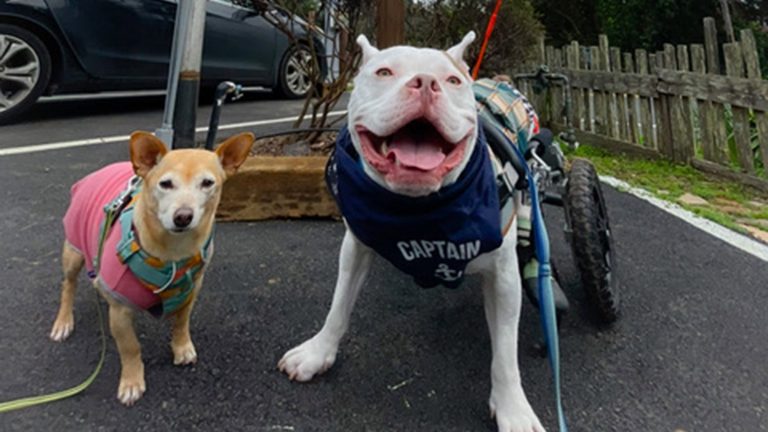 Paws-itively welcoming hotel properties