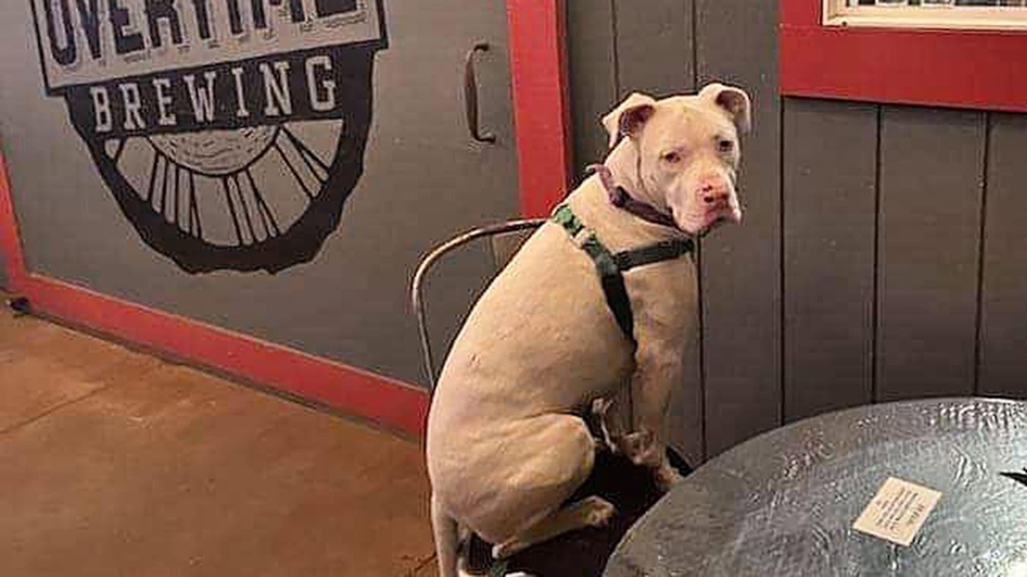 A vibrant dog park bathed in sunlight features abundant greenery with mature trees, offering ample shade for leisurely outdoor activities. In the distance is a well-equipped playground that presents an additional activity area. An inviting picnic table spreads out nearby, ideal for enjoying meals al fresco or taking relaxing breaks from play. A neatly-placed trash bin aids in maintaining the park's cleanliness for everyone's enjoyment. Dominating the scene is a generously wide dirt path gracefully curving through the expanse of grass, promising exploratory walks and lively fetch games.