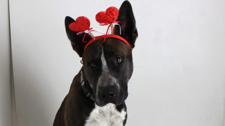 Haven Humane Society