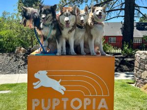 A vibrant dog park bathed in sunlight features abundant greenery with mature trees, offering ample shade for leisurely outdoor activities. In the distance is a well-equipped playground that presents an additional activity area. An inviting picnic table spreads out nearby, ideal for enjoying meals al fresco or taking relaxing breaks from play. A neatly-placed trash bin aids in maintaining the park's cleanliness for everyone's enjoyment. Dominating the scene is a generously wide dirt path gracefully curving through the expanse of grass, promising exploratory walks and lively fetch games.