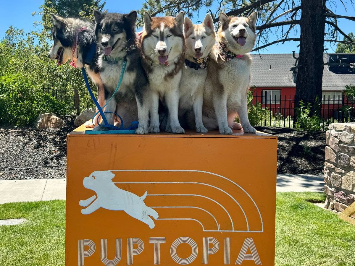 A vibrant dog park bathed in sunlight features abundant greenery with mature trees, offering ample shade for leisurely outdoor activities. In the distance is a well-equipped playground that presents an additional activity area. An inviting picnic table spreads out nearby, ideal for enjoying meals al fresco or taking relaxing breaks from play. A neatly-placed trash bin aids in maintaining the park's cleanliness for everyone's enjoyment. Dominating the scene is a generously wide dirt path gracefully curving through the expanse of grass, promising exploratory walks and lively fetch games.