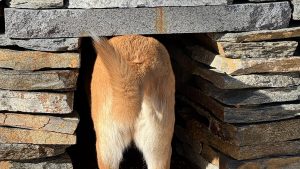 A vibrant dog park bathed in sunlight features abundant greenery with mature trees, offering ample shade for leisurely outdoor activities. In the distance is a well-equipped playground that presents an additional activity area. An inviting picnic table spreads out nearby, ideal for enjoying meals al fresco or taking relaxing breaks from play. A neatly-placed trash bin aids in maintaining the park's cleanliness for everyone's enjoyment. Dominating the scene is a generously wide dirt path gracefully curving through the expanse of grass, promising exploratory walks and lively fetch games.