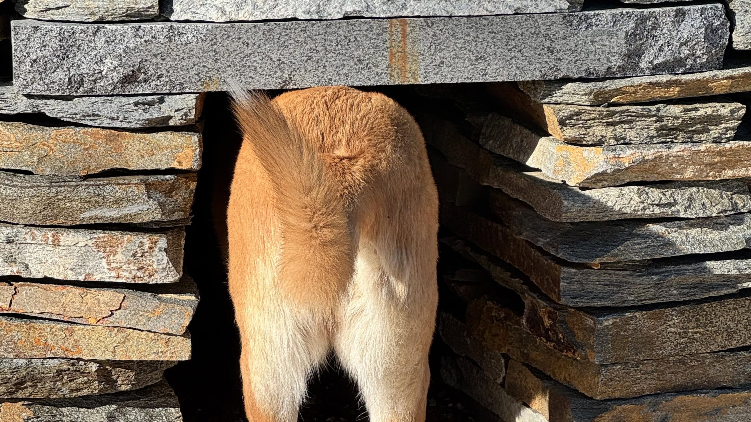 A vibrant dog park bathed in sunlight features abundant greenery with mature trees, offering ample shade for leisurely outdoor activities. In the distance is a well-equipped playground that presents an additional activity area. An inviting picnic table spreads out nearby, ideal for enjoying meals al fresco or taking relaxing breaks from play. A neatly-placed trash bin aids in maintaining the park's cleanliness for everyone's enjoyment. Dominating the scene is a generously wide dirt path gracefully curving through the expanse of grass, promising exploratory walks and lively fetch games.