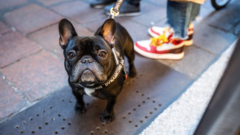 Patios, playtime and pup-friendly businesses