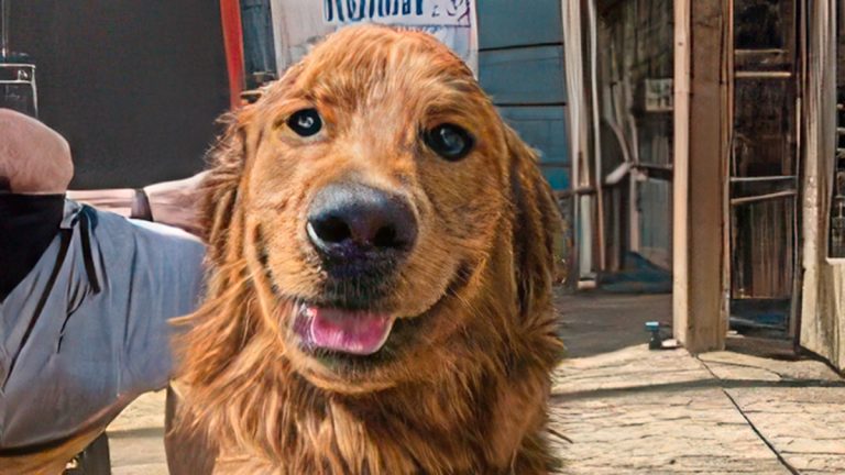 48 hours of tail-wagging fun in Sacramento