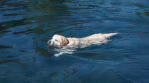 Kayla gigapixel standard v2 6x