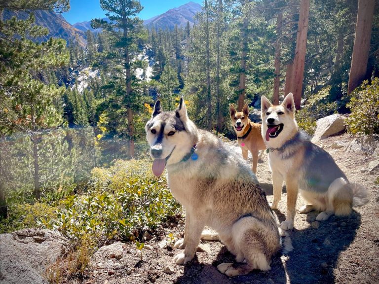 Discover dog-friendly Bishop: Small Town, Big Backyard