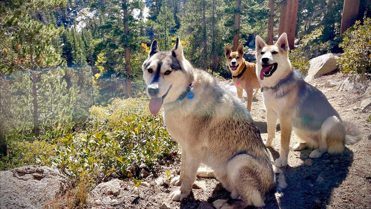 Discover dog-friendly Bishop: Small Town, Big Backyard