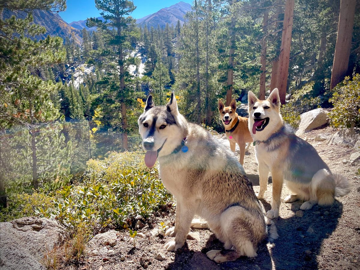 A vibrant dog park bathed in sunlight features abundant greenery with mature trees, offering ample shade for leisurely outdoor activities. In the distance is a well-equipped playground that presents an additional activity area. An inviting picnic table spreads out nearby, ideal for enjoying meals al fresco or taking relaxing breaks from play. A neatly-placed trash bin aids in maintaining the park's cleanliness for everyone's enjoyment. Dominating the scene is a generously wide dirt path gracefully curving through the expanse of grass, promising exploratory walks and lively fetch games.