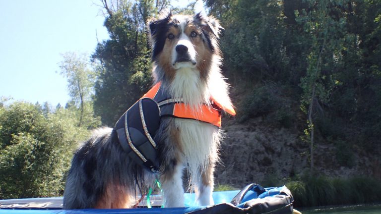 Go off leash with Russian River Adventures