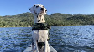 Attention all water dogs: It’s splash season