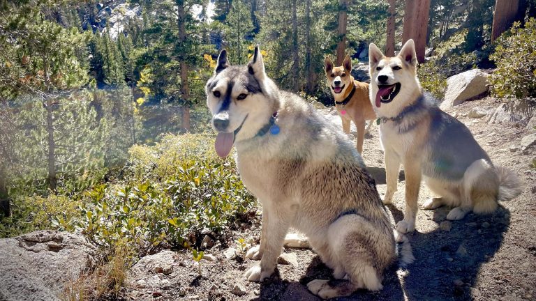 Discover dog-friendly Bishop: Small town, big backyard